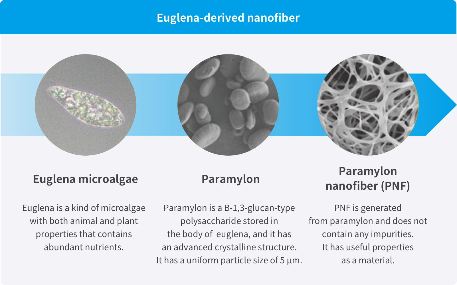 Euglena-derived nanofiber